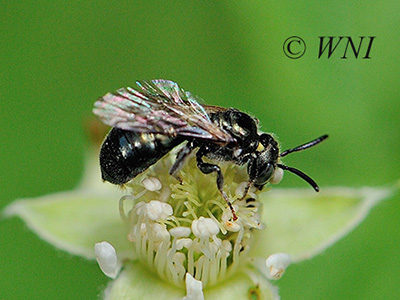 Spurred Ceratina (Ceratina calcarata)